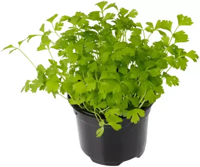 Apium graveolens (Selderij) 15cm - afbeelding 2