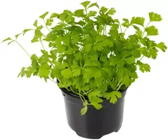 Apium graveolens (Selderij) 15cm - afbeelding 2