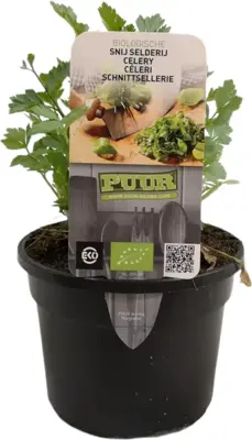 Apium graveolens (Selderij) 15cm - afbeelding 1