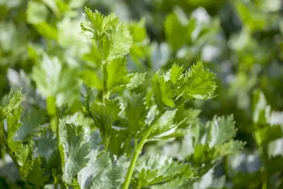 Apium graveolens (Snijselderij) - afbeelding 4