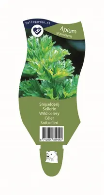 Apium graveolens (Snijselderij) - afbeelding 1