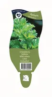 Apium graveolens (Snijselderij) kopen?