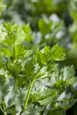 Apium graveolens (Snijselderij) - afbeelding 3