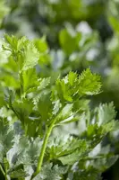 Apium graveolens (Snijselderij) - afbeelding 3