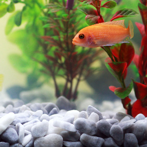 Aquarium bodembedekking & -voeding