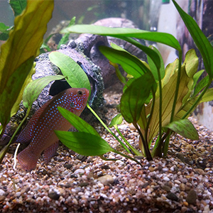 Aquarium waterkwaliteit & -verbeteraars