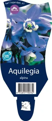 Aquilegia alpina (Akelei) - afbeelding 1
