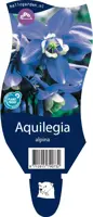 Aquilegia alpina (Akelei) - afbeelding 1