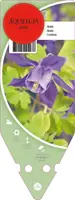 Aquilegia Alpina (Akelei) - afbeelding 1