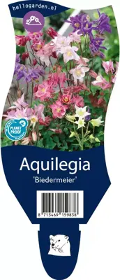 Aquilegia 'Biedermeier' (Akelei) - afbeelding 1