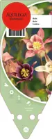 Aquilegia Biedermeier (Akelei) - afbeelding 1