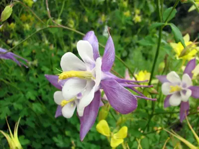 Aquilegia 'Biedermeier' (Akelei) - afbeelding 2