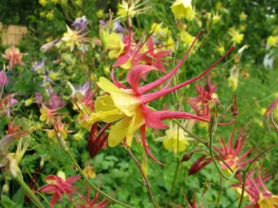 Aquilegia 'Biedermeier' (Akelei) - afbeelding 3