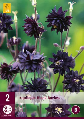 Aquilegia black barlow 2 stuks - afbeelding 1