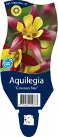 Aquilegia 'Crimson Star' (Akelei) - afbeelding 1