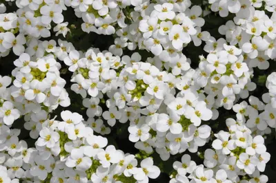 Arabis caucasica  (Randjesbloem) - afbeelding 2