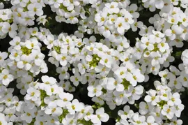 Arabis caucasica  (Randjesbloem) - afbeelding 2