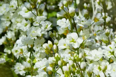 Arabis caucasica  (Randjesbloem) - afbeelding 3