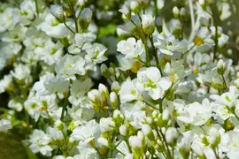 Arabis caucasica  (Randjesbloem) - afbeelding 3