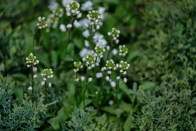 Arabis caucasica  (Randjesbloem) - afbeelding 4