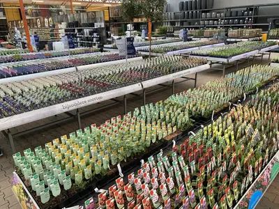 Arabis caucasica  (Randjesbloem) - afbeelding 5