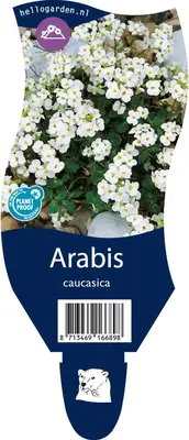 Arabis caucasica  (Randjesbloem) - afbeelding 1