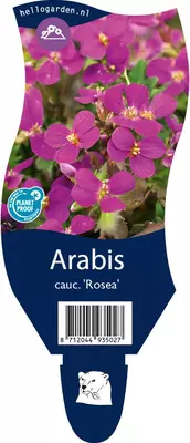 Arabis caucasica 'Rosea' (Randjesbloem) - afbeelding 1