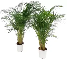 Areca dypsis lutescens (Goudpalm) 125cm - afbeelding 1