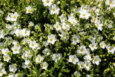 Arenaria Montana (Zandkruid) 25cm - afbeelding 3