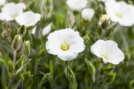 Arenaria Montana (Zandkruid) 25cm - afbeelding 4