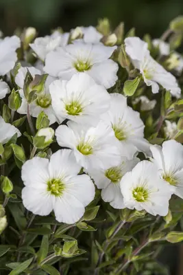 Arenaria montana (Zandkruid) - afbeelding 8