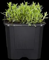 Arenaria montana (Zandkruid) - afbeelding 9