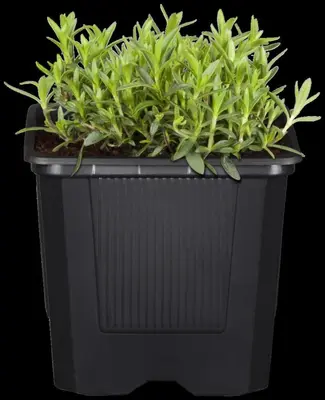 Arenaria montana (Zandkruid) - afbeelding 9