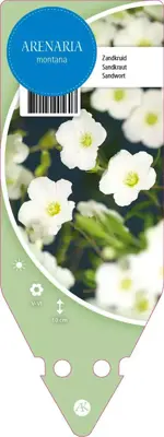 Arenaria Montana (Zandkruid) - afbeelding 1