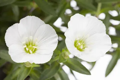 Arenaria montana (Zandkruid) - afbeelding 1