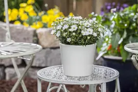 Arenaria montana (Zandkruid) - afbeelding 6