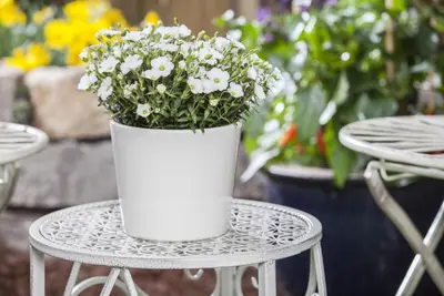 Arenaria montana (Zandkruid) - afbeelding 7