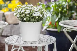 Arenaria montana (Zandkruid) - afbeelding 7