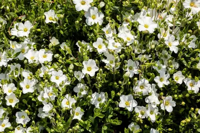 Arenaria montana (Zandkruid) - afbeelding 10