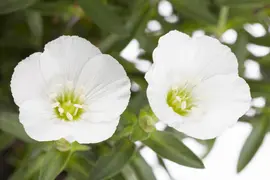 Arenaria montana (Zandkruid) - afbeelding 1