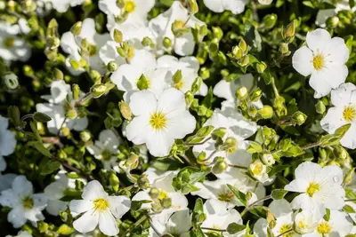 Arenaria montana (Zandkruid) - afbeelding 11