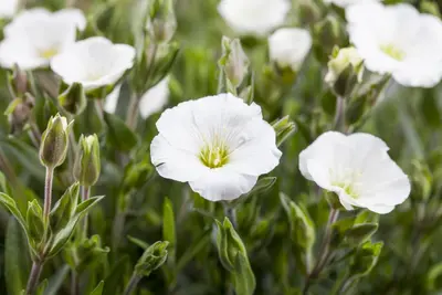 Arenaria montana (Zandkruid) - afbeelding 3