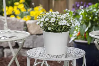 Arenaria montana (Zandkruid) - afbeelding 6