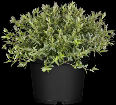 Arenaria montana (Zandkruid) - afbeelding 2