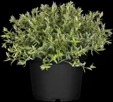Arenaria montana (Zandkruid) - afbeelding 2