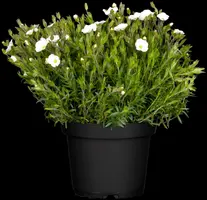Arenaria montana (Zandkruid) - afbeelding 4