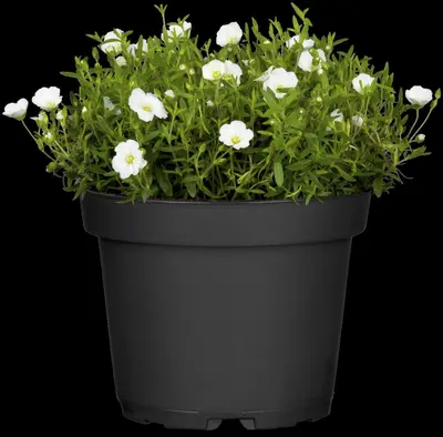 Arenaria montana (Zandkruid) - afbeelding 5