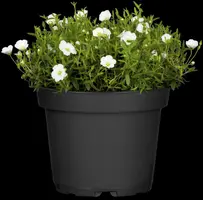 Arenaria montana (Zandkruid) - afbeelding 5