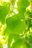 Aristolochia durior (macrophylla) (Duitse pijp) klimplant - afbeelding 5