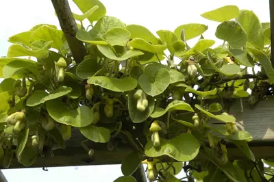 Aristolochia durior (macrophylla) (Duitse pijp) klimplant - afbeelding 4